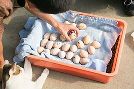 除了蔬菜自己栽種外，農場中也嘗試人工孵蛋。