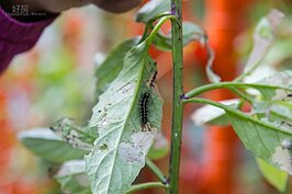 保證無毒，毛毛蟲正開心的啃食葉子，等待來年春年成為艷麗的蝴蝶。