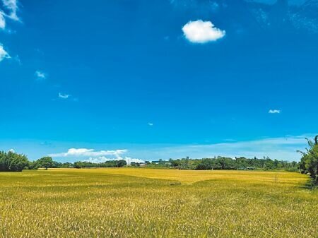 
桃園市地政局大範圍進行土地圖籍重測，一筆新屋區石磊子段原登記的470平方公尺，土地圖籍重測結果竟為172平方公尺，相差298平方公尺，逾90坪，引起民眾不滿。（廖姮玥攝）
