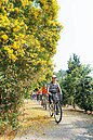 竹山黃鐘花怒放　單車道飄黃金雨