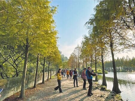 
桃園市大溪月眉人工溼地種植370棵落羽松，除大溪警方祭出交通管制措施，市府水務局也呼籲在園區內未經許可駕駛或違規停放車輛，可處2500元以上、5萬元以下罰鍰。（呂筱蟬攝）
