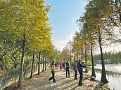 月眉落羽松換妝　大溪交通管制