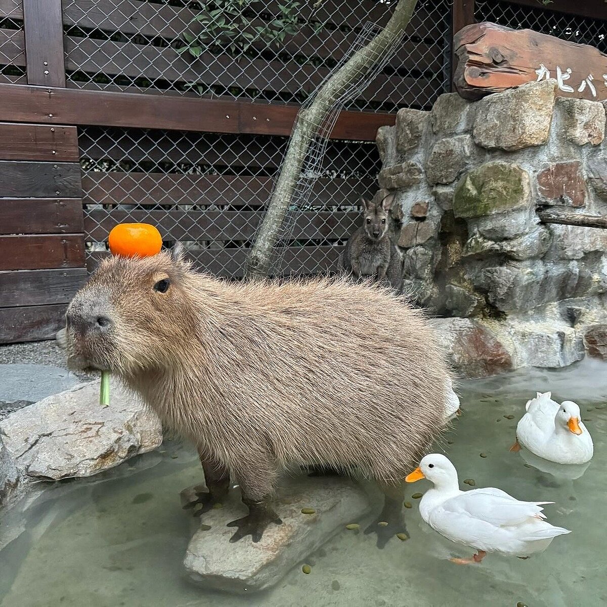 宜蘭知名景點張美阿嬤農場驚傳分家傳聞。圖／取自張美阿嬤農場（月森甯手作工坊）臉書粉絲專頁