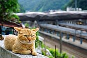 新北瑞芳猴硐貓村委外不順　1月再招標