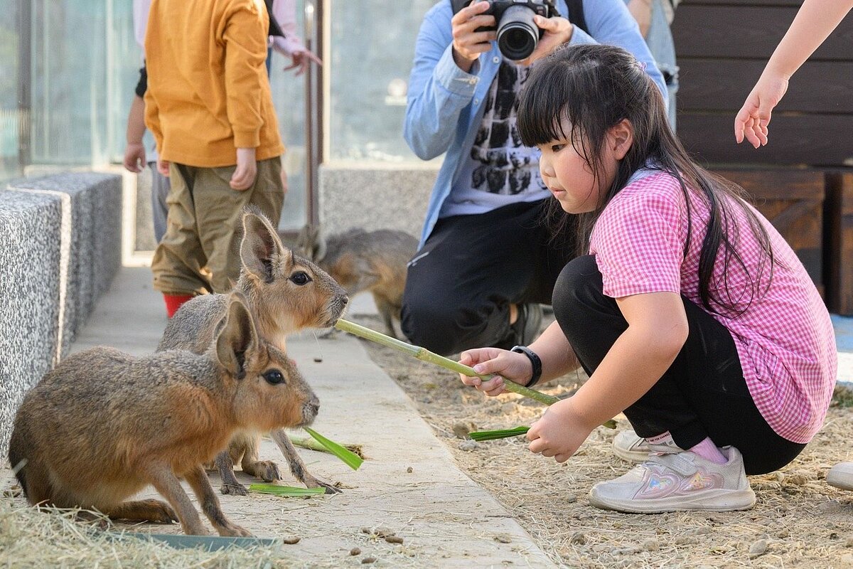 小朋友可在園區內與溫馴可愛的動物互動。圖／高市觀光局提供
