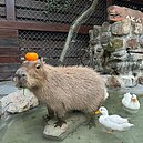 動物搬家、惡意拉客？張美阿嬤農場遭爆家族分裂　阿嬤親上火線回應