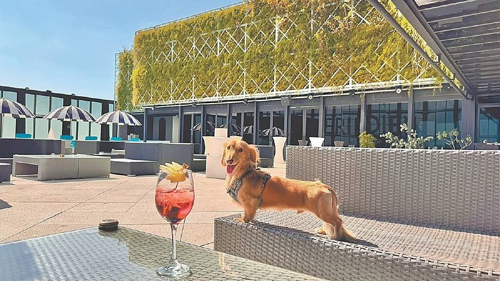 李方艾美酒店開放寵物入住，搶攻毛孩旅遊經濟。圖／李方艾美提供