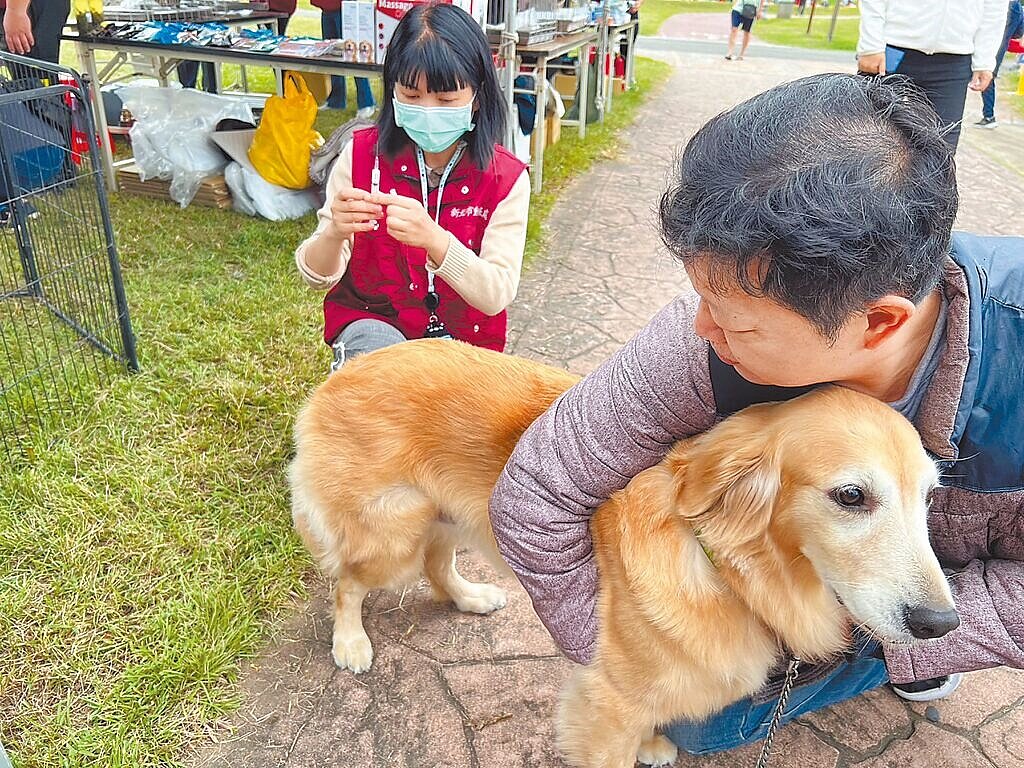 新北市動保處宣布，自民國115年1月1日起，只要設籍新北市民眾或認養新北市動物之家的犬貓，帶犬貓至動保處合作動物醫院施作絕育手術並提出申請，可獲得補助。圖／新北市動保處提供