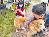 新北犬貓絕育補助開跑　最高2000元