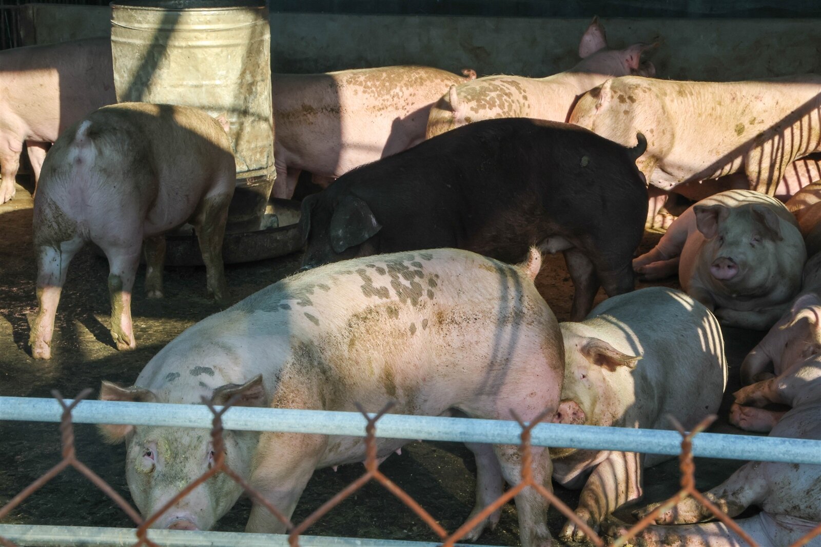 因應國內爆發非洲豬瘟，自後（2027）年起全面禁止廚餘養豬，但明年元旦起有一年落日轉型期，轉型期間採有條件使用廚餘養豬，並導入數位監控。記者黃仲裕／攝影 