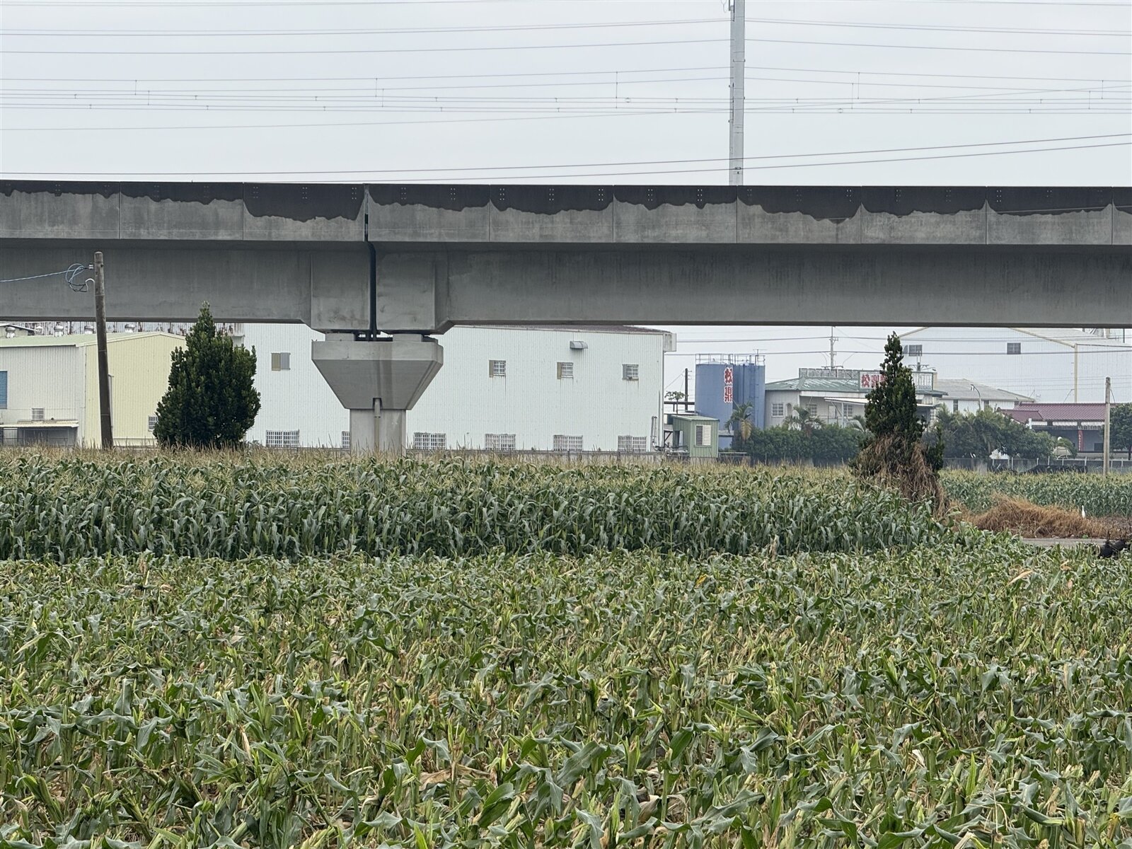為減緩地層下陷、維護高鐵行車安全，經濟部水利署持續監測高鐵沿線地區地層下陷情形，今年雲林縣地層下陷監測結果，受惠農田轉旱作、水情豐沛等因素，近25年來首度無顯著地層下陷區域。記者陳雅玲／攝影 