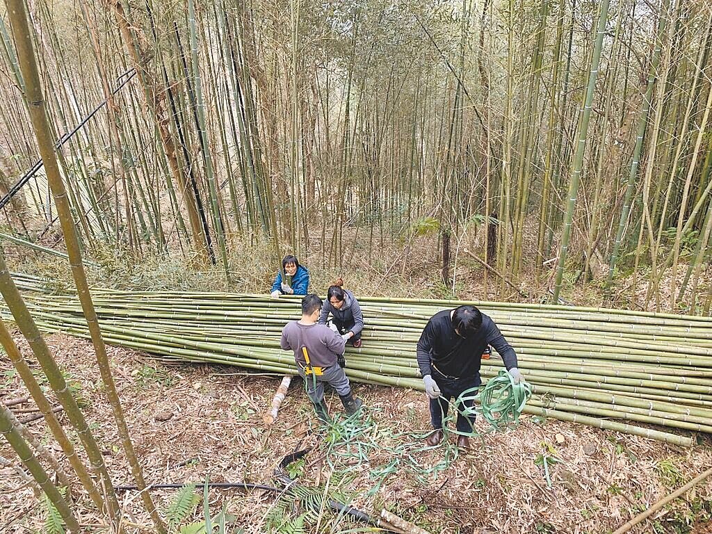 許多砍伐竹子地點在偏遠陡峭山區，在勞動力密集、從業人口老化及運輸成本高昂壓力下，竹材採伐作業的效率與經濟效益嚴重下滑。圖／榮華竹業提供