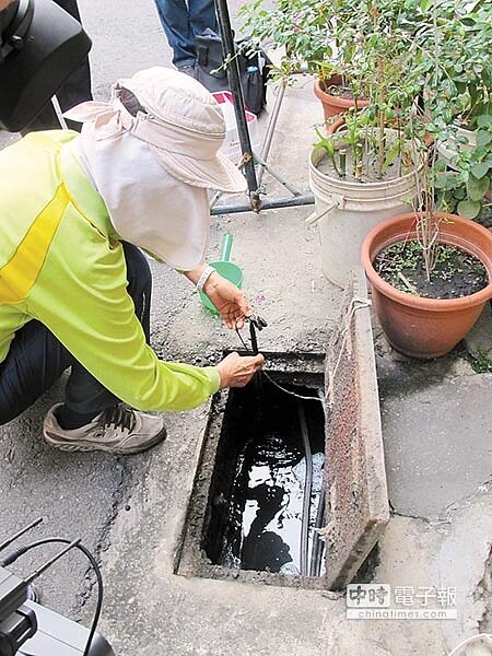 驗收成果↑高雄市引海水灌水溝想「鹹死」登革熱病媒蚊幼蟲孑孓,11日上午檢視放置點。(呂素麗攝)