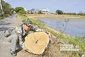 新坡埤塘施工　怪手坑殺老樹