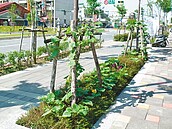 市民大道6-8段　花圃淪菜園