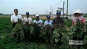 花生染白絹病損失7成　雲林農血本無歸