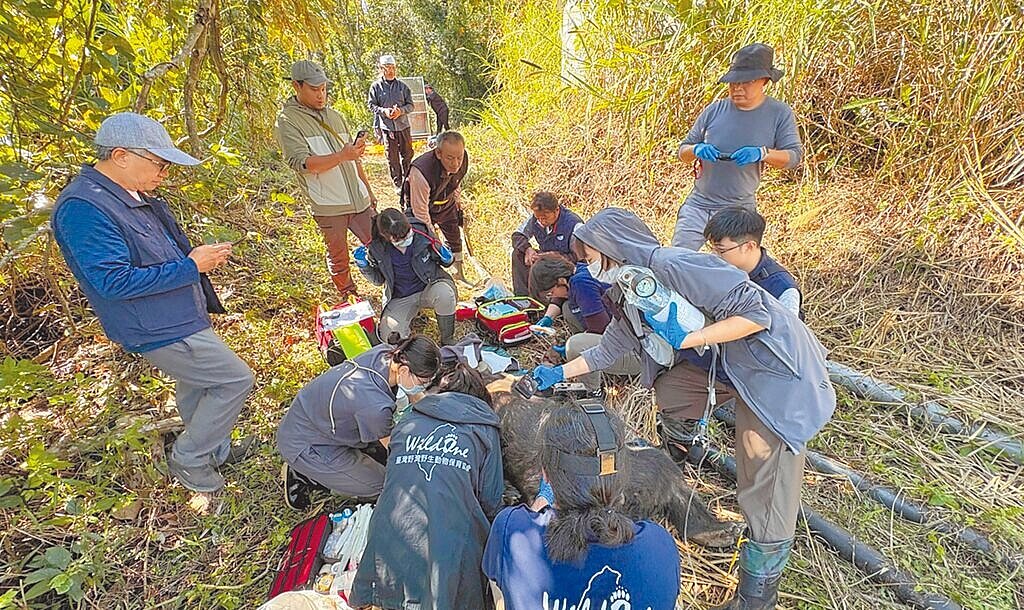 體重達112公斤的台灣黑熊阿里曼‧西肯5日再度被捕獲,林保署花蓮分署考量人熊衝突風險持續升高,已將牠送往台北市立動物園安置。圖/林保署花蓮分署提供