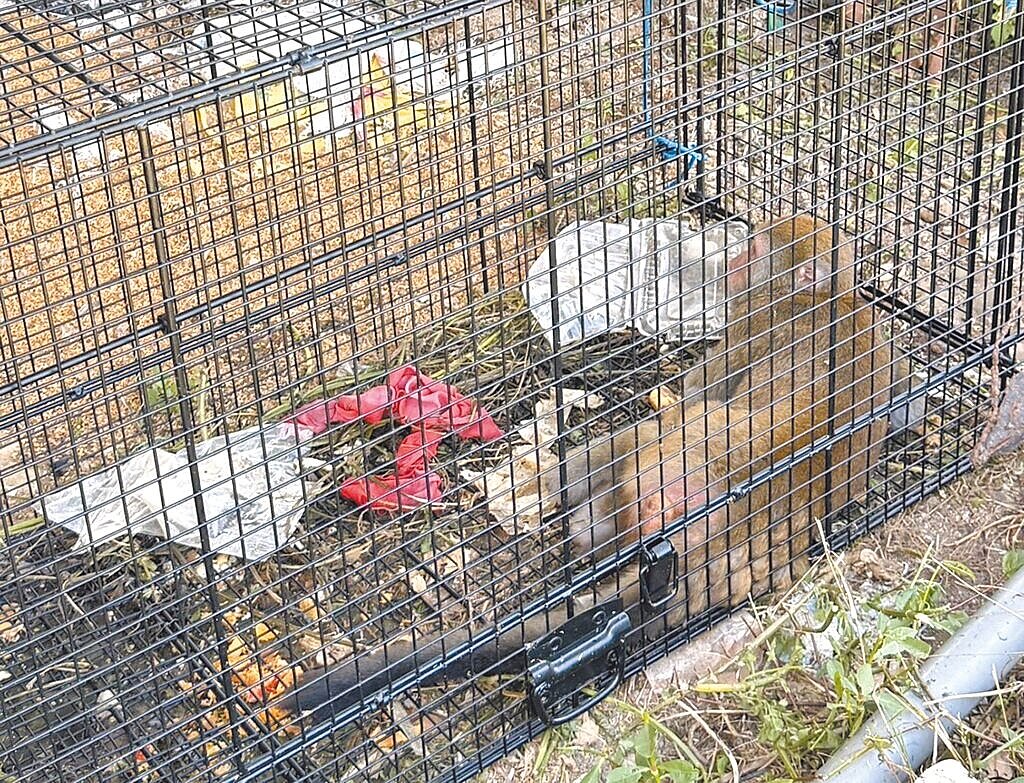 中南部縣市屢傳人猴衝突、獼猴釀農損等事件，且隨猴群移動、棲地開發等原因，「猴害」也不限於發生在中南部、山區。圖／新北市動保處提供
