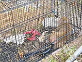 猴群入侵市區　雙北通報量激增3成