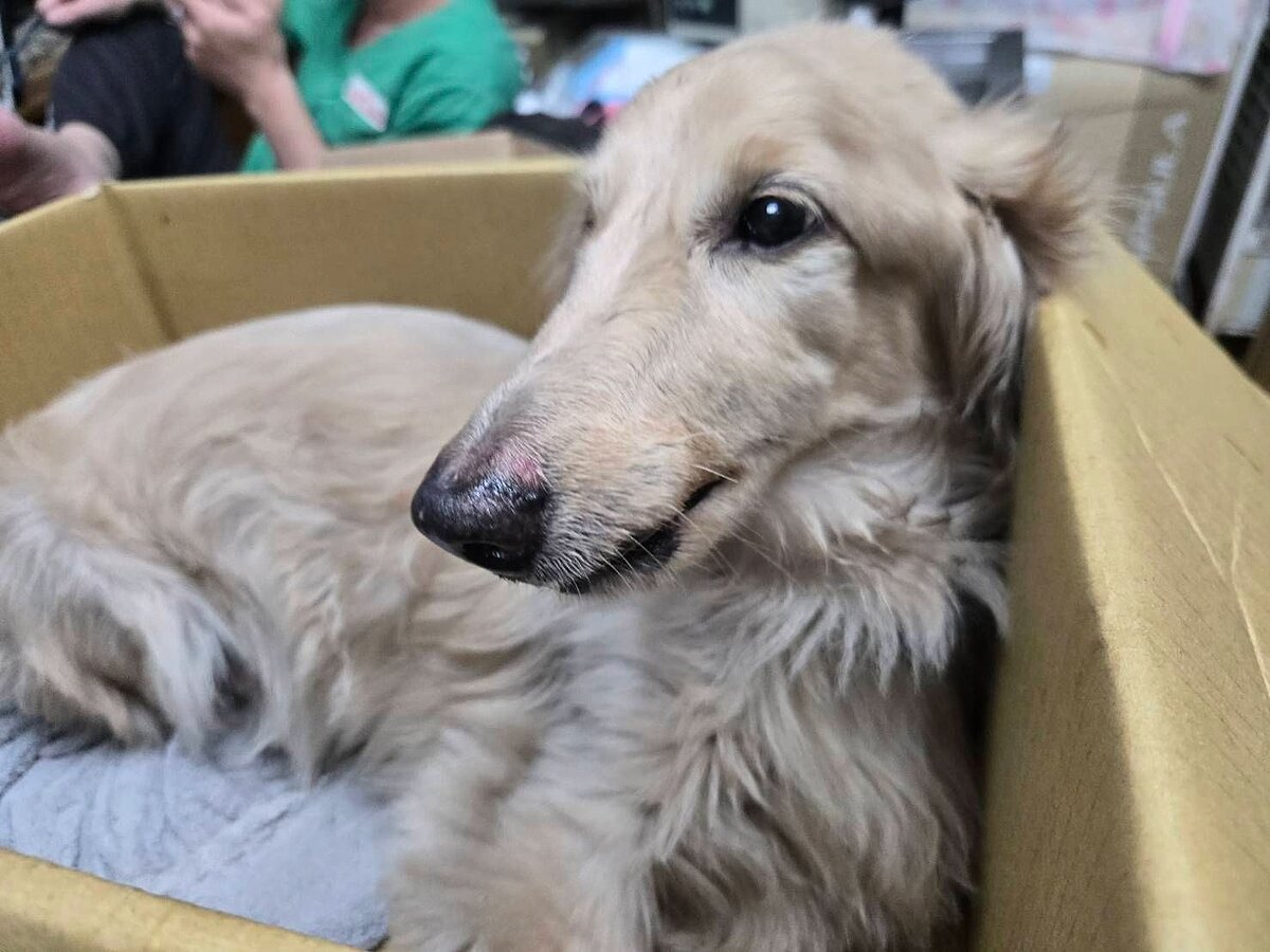 日前新莊一隻臘腸犬不慎從3樓陽台墜下,經過治療後,臘腸犬情緒較為穩定。圖/新北市動保處提供