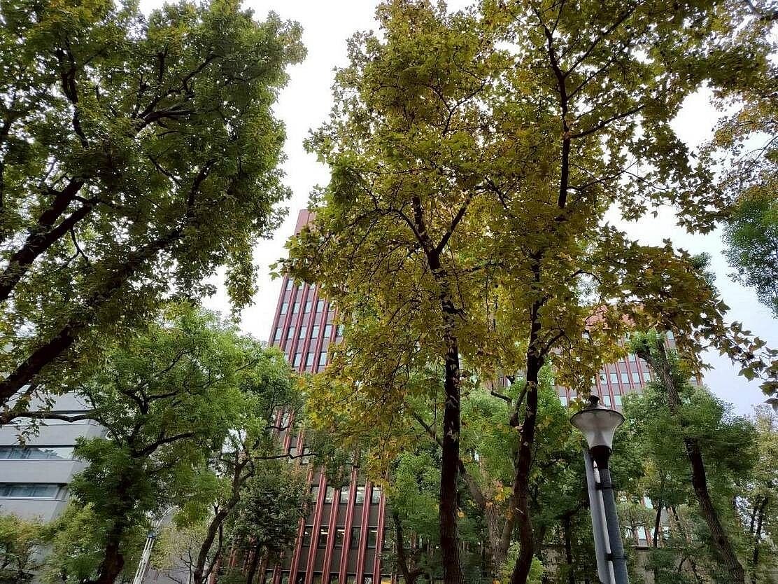 台北市知名的中山北路1段至3段楓香,已開始變色,約2周後有優質美景可觀賞。圖/北市公園處提供