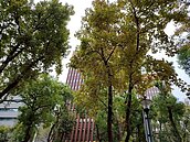 隨便拍都美！台北市「楓香」染紅　這段路2周後就有美景