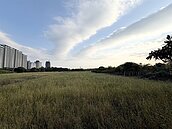 輝達要落腳…該開發洲美平原？學者示警：熱島效應「火上加油」