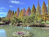 新竹落羽松元月變色登場　五處熱門景點曝光