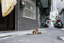 店貓慵懶的在巷弄中看著人來人往。