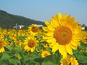 通霄花海繽紛　賞花正是時候