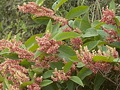 大雪山林道旁虎杖花開　美不勝收