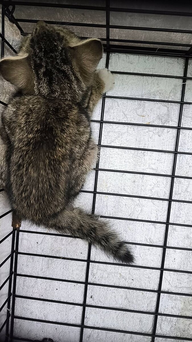 北市動保處在西寧國宅成功救援的幼貓。圖／北市動保處提供