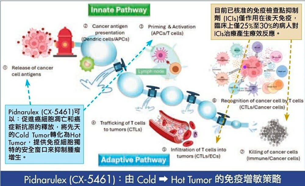 Pidnarulex（CX-5461）藉由促進腫瘤抗原釋放與免疫活化，將免疫冷腫瘤轉化為可被T細胞辨識與攻擊的熱腫瘤，提升免疫治療反應率。（圖／生華科公司
提供