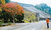 趁寒流「楓」石門水庫…　還沒紅透