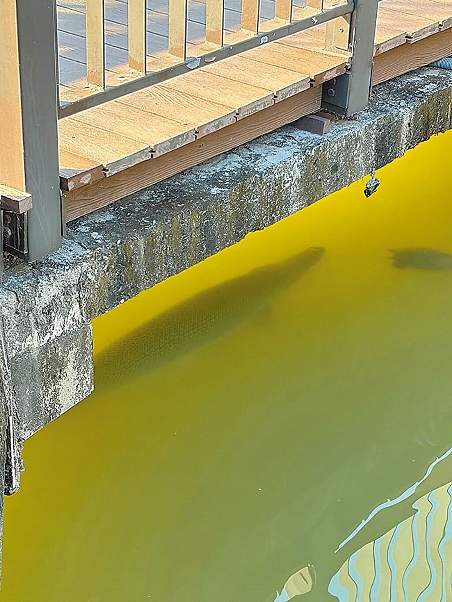 高雄凹子底森林公園生態池中有巨型魚類現蹤，疑是俗稱「幽靈火箭」的外來魚種鱷雀鱔。（Threads帳號zhencheng__提供／洪浩軒高雄傳真）