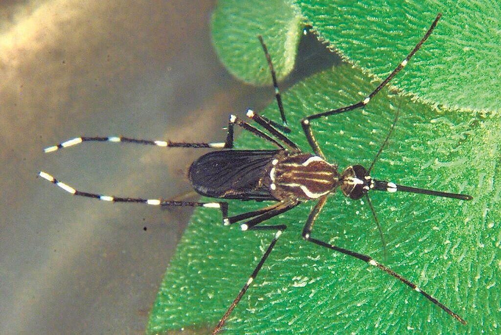 埃及斑蚊。圖/疾管署提供