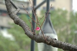 雖然還在冬天，一朵孤零零的櫻花綻放在枝頭。