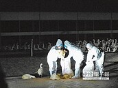 H5N2「禽」況不妙　雲屏撲殺鴨鵝1.5萬隻