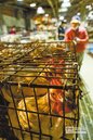 禽流感來襲　食品股紅色警戒