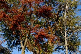 入秋之後，北野一帶紅葉滿佈，十分的美麗。