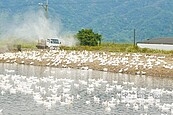 宜花防禽流感　全面消毒備戰