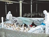 「禽」況不妙！　全台通殺H5雞鴨鵝