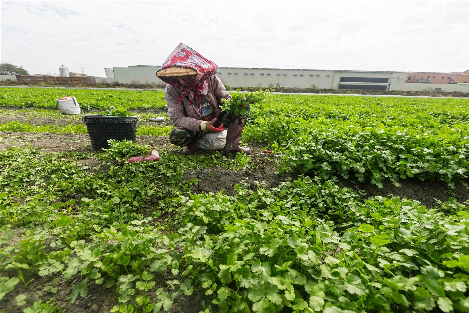 立法院會昨三讀「農民退休儲金條例」修正案，新制上路後，推估農民提繳年資卅年，將可少繳卅三萬元。記者黃仲裕／攝影 