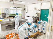 全台首例　空拍機投毒報復　農場動物暴斃