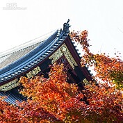 東京上野公園入秋之後，紅葉滿佈，搭配美麗的寺院建築，令人心曠神怡。