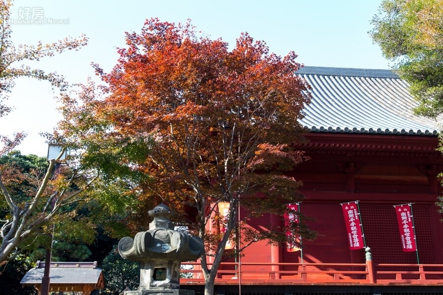 預約15東京紅葉 上野公園 圖輯p5 好房網news