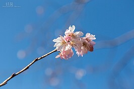 上野公園寒櫻已經綻放枝頭。