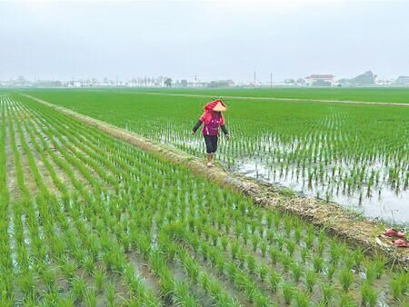 
近期傳出政府有意放寬營建剩餘土方可用於農田土壤改良，雲林縣府認為不應把農地當成任何問題的臨時解方。（本報資料照片）
