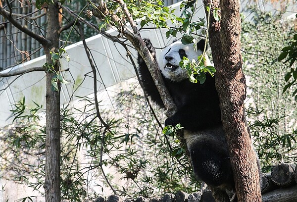 元旦連假陽光普照，不少民眾出遊，臺北市立動物園的人氣明星圓仔在戶外的活動園區裡曬著日光浴。
 報系資料照