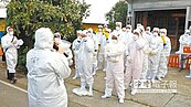 大園撲殺2.1萬隻雞　全額補償